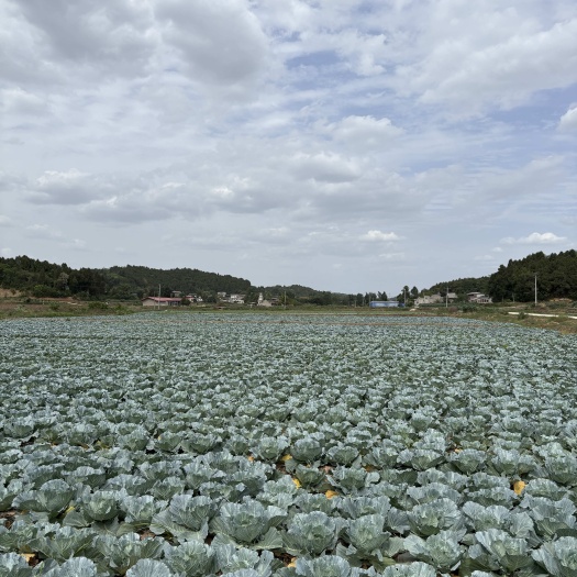 中江县四川德阳中江，200吨优质莲花白。 0.5/斤，包装车。