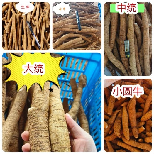 新鲜牛大力 地摊电商批发新鲜次牛小牛中统大统圆牛新鲜牛大力