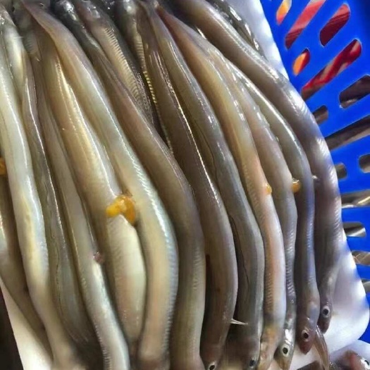 连云港鳗鱼苗油筷鳗鱼鲜活海捕筷子鱼潮汕特产海鲜水产小沙鳗鱼海鳗
