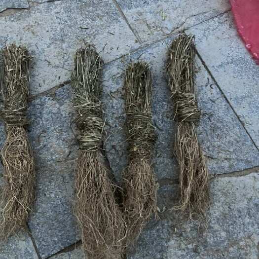 新泰市全苗徐长卿