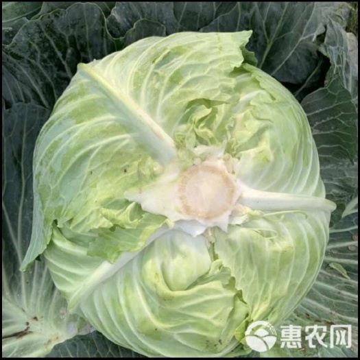 黔西市甘蓝菜