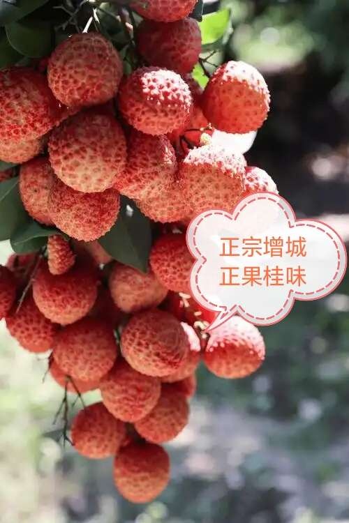 广州正宗增城正果荔枝，大量批发！