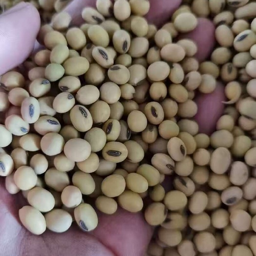 大城县齐黄34高质量商品大豆