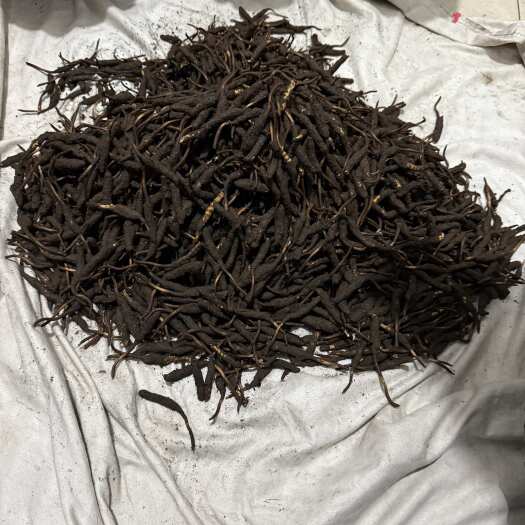 共和县海拔4500以上的冬虫夏草