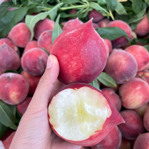 昆明云南高原红宝石蜜桃5斤整箱脆甜可口现摘现发毛桃火焰桃水蜜桃