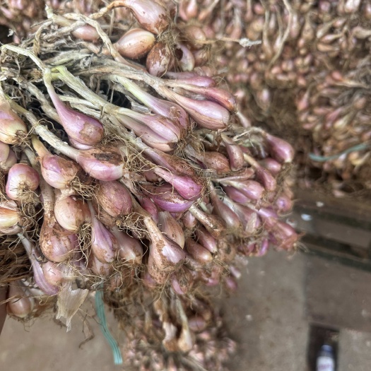 徐闻县广东高苗白杆小香葱红葱头葱种产地批发大小量都可接货源稳定