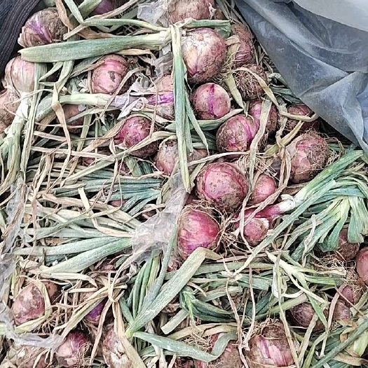 阜阳洋葱