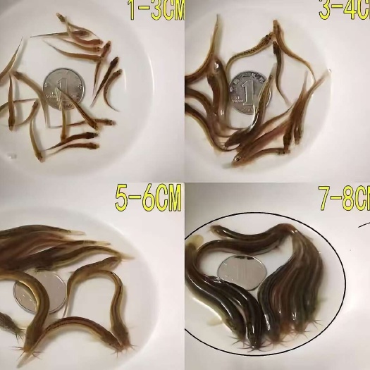 优质杂交泥鳅，土鳅，泥鳅，活力满满，量大从优。