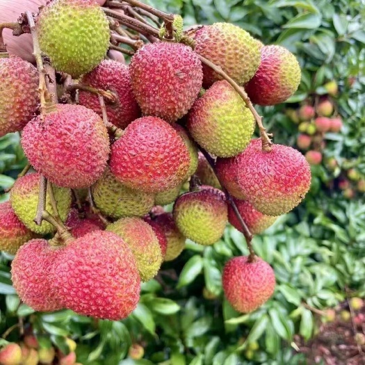 灵山县广西灵山妃子笑大量上市品质优秀原产地直供需要批发联系