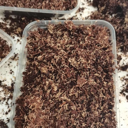 菏泽蟋蟀养殖欢迎各位老板来参观