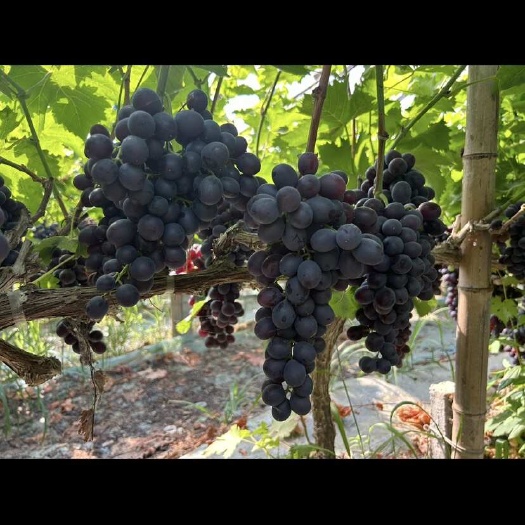 枣强县河北衡水新鲜玫瑰香葡萄现摘现发当季水果批发零售