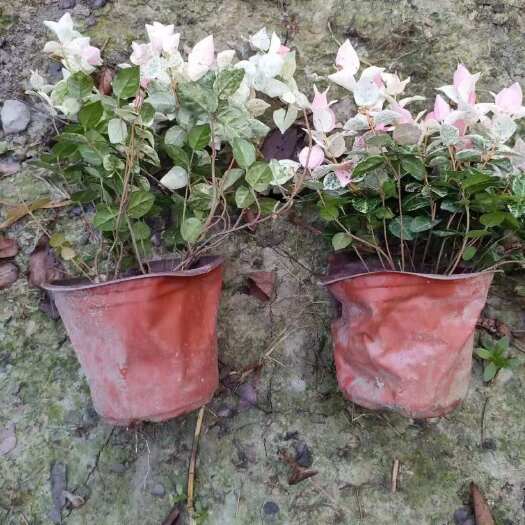 长沙花叶假莲翘杯苗基地批发中量大价更美