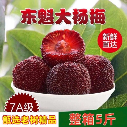 福安东魁杨梅整箱6斤装现摘现发鲜果孕妇时令吃杨梅非仙居东魁