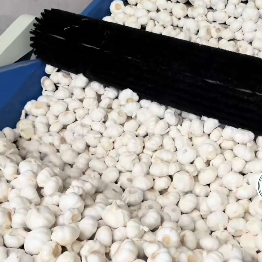 邳州市最新白蒜净蒜精品净
