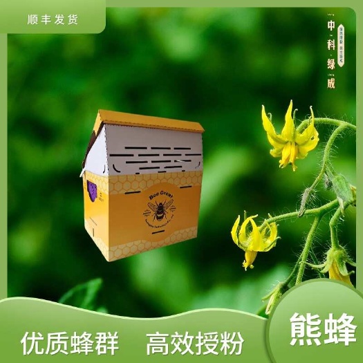 广饶县BeeGreat熊蜂 高活性带王授粉熊蜂 顺丰发货
