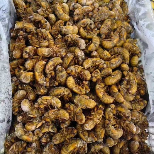 临沂金蝉