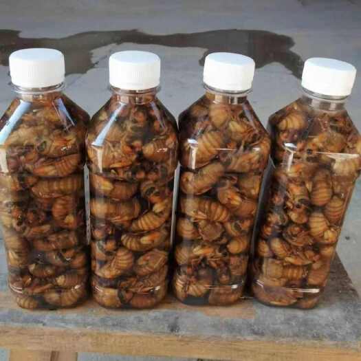 临沂山东临沂新鲜金蝉供应 罗庄区直发禽畜特产