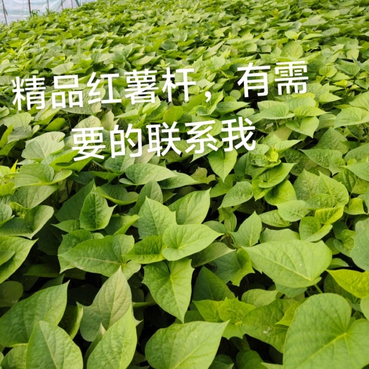 平湖市精品红薯杆
