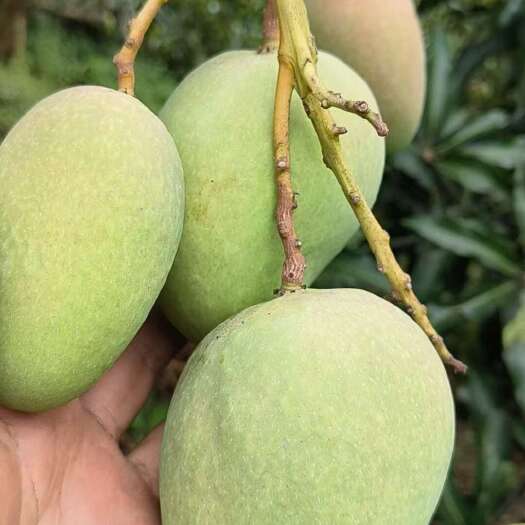 屏边县台农1号。贵妃芒。大量上市