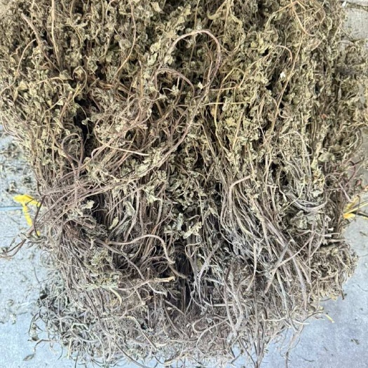 凉粉草