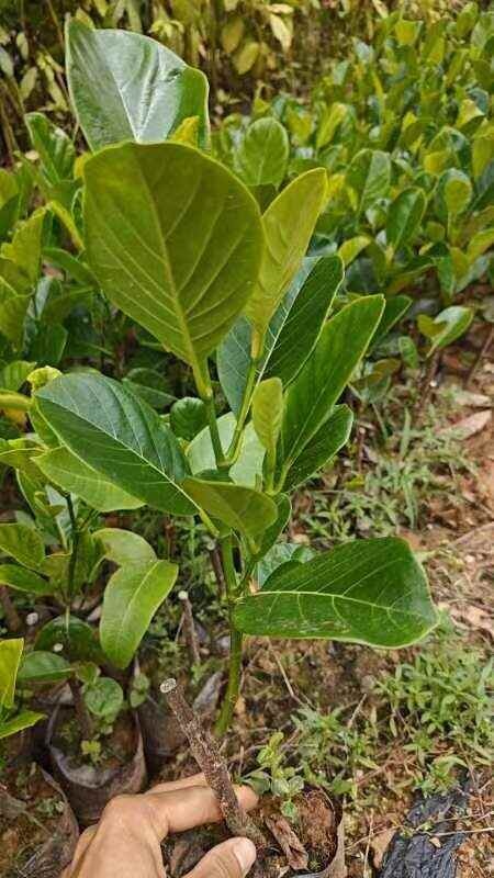 白沙县印尼红菠萝蜜苗 如假包换 苗圃直发 白丝红肉  带土杯叶子