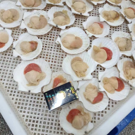 阳江半壳4-5个一斤扇贝肉