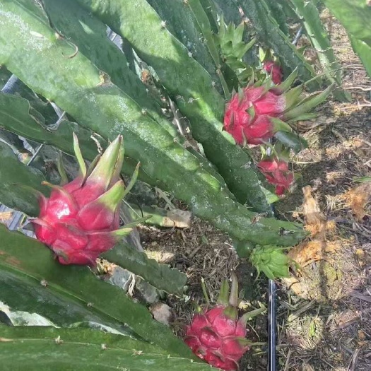 扶绥县广西火龙果 质量杠杠 价格便宜