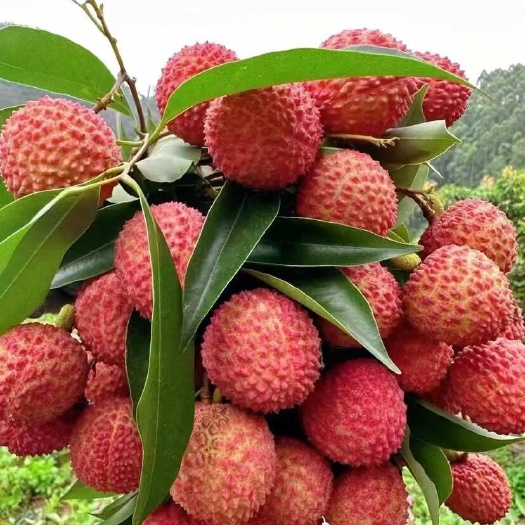 高州市广东茂名高州新鲜桂味荔枝现摘现发当季热带水果