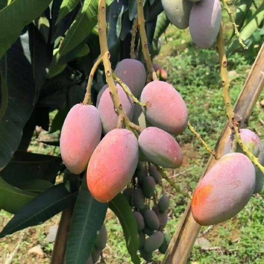 广西百色贵妃芒果