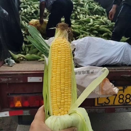 荆州太阳花甜玉米大量供应