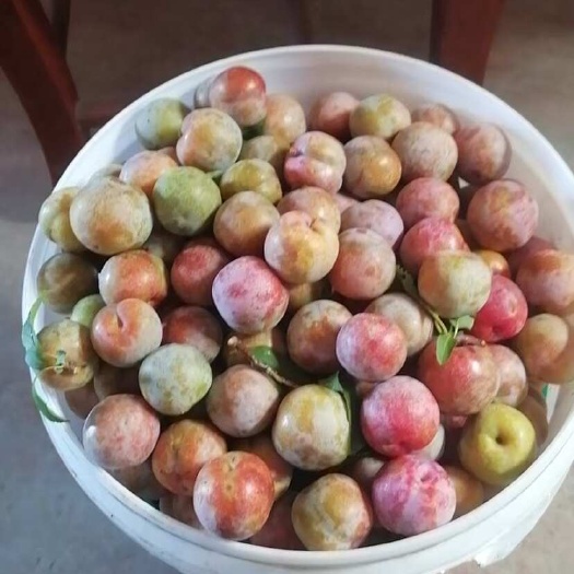 紫金县自家种的李子100斤