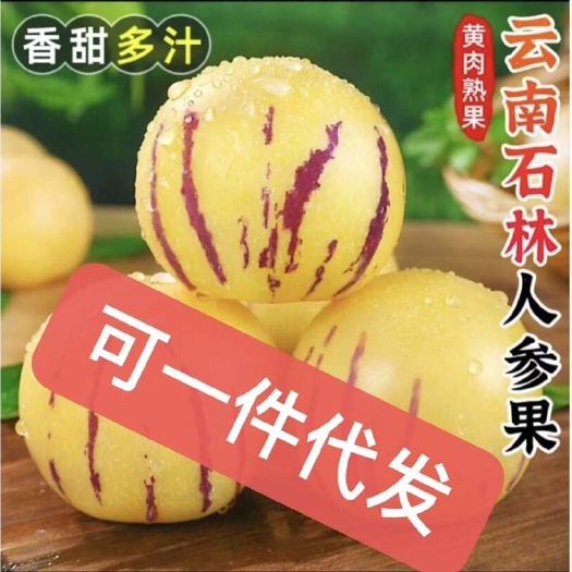 曲靖云南人参果上市，团购电商一件代发品质保证坏果包赔