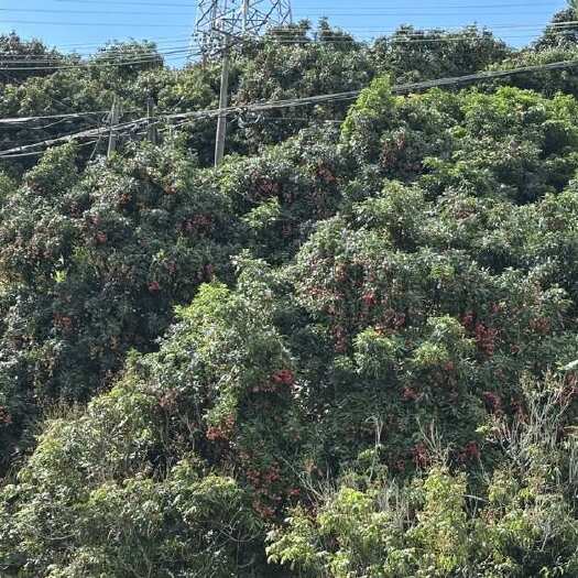 高州市优质高州水库荔枝 量大