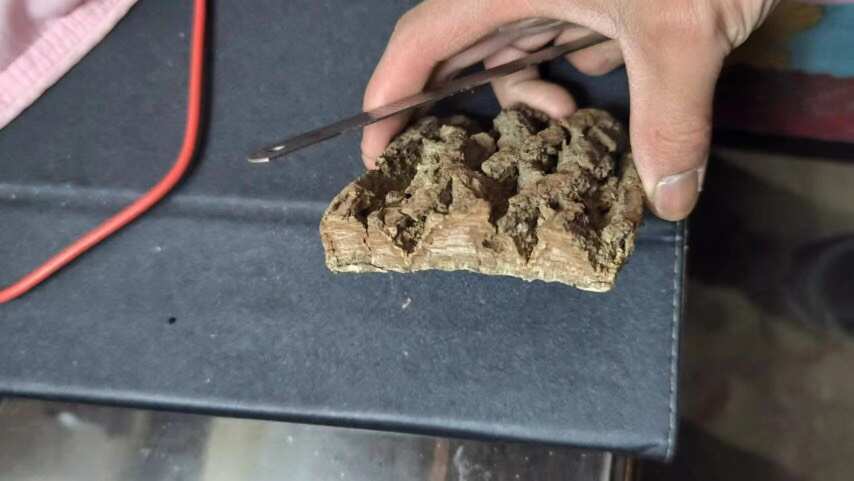 遵义贵州杜仲树皮2公分厚