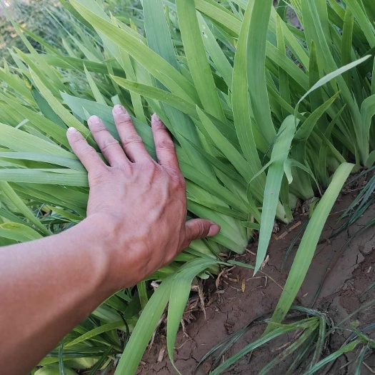 亳州射干苗射干苗蝴蝶花苗燕尾花苗绿化新鲜现挖散装观赏花卉保证新鲜