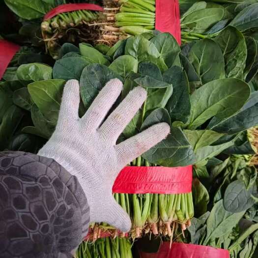 邯郸精品本地大叶菠菜