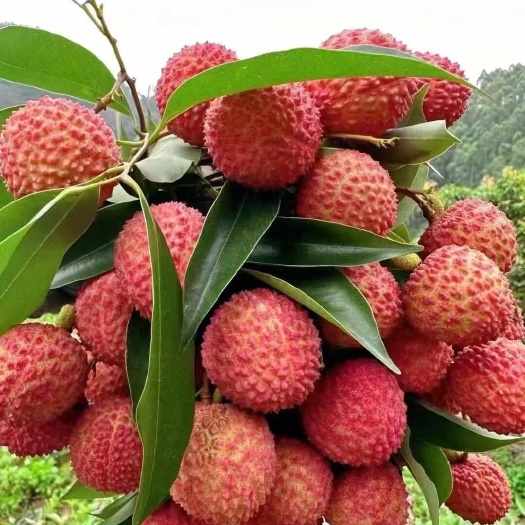 高州市广东茂名高州桂味荔枝 新鲜现摘 浅红果面 糖分适中 快递代发