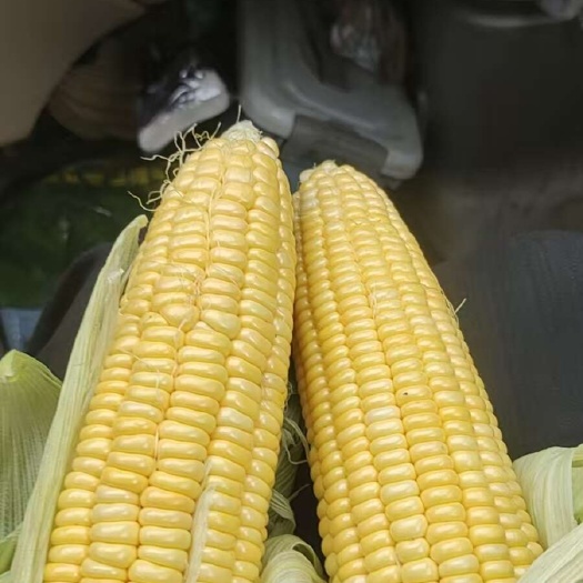 鲜玉米，黄甜