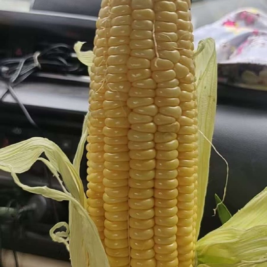 三台县鲜食太阳花玉米，