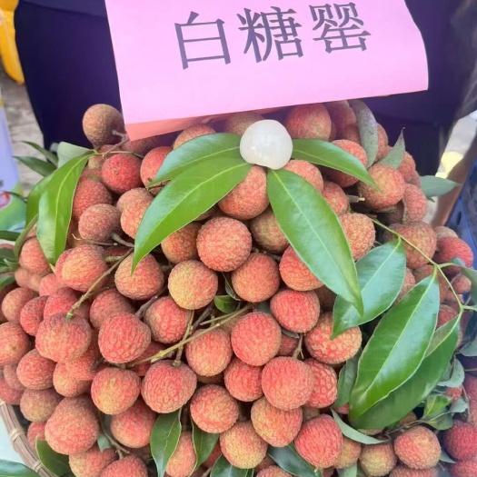 高州市高州东岸库区荔枝