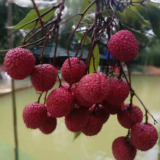 广州新鲜桂味荔枝 广州增城直发 顺丰冷链，现预售6月30日前发货