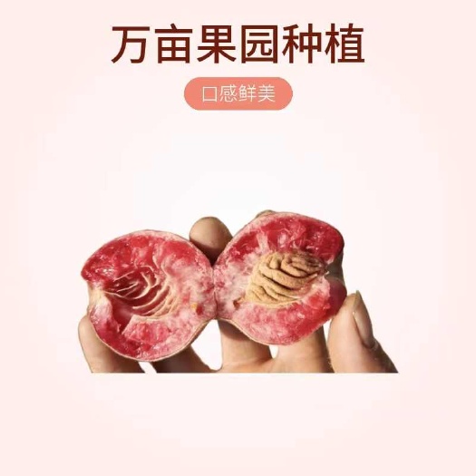 血桃朱砂红血桃大量上市欢迎各位老板前来采购