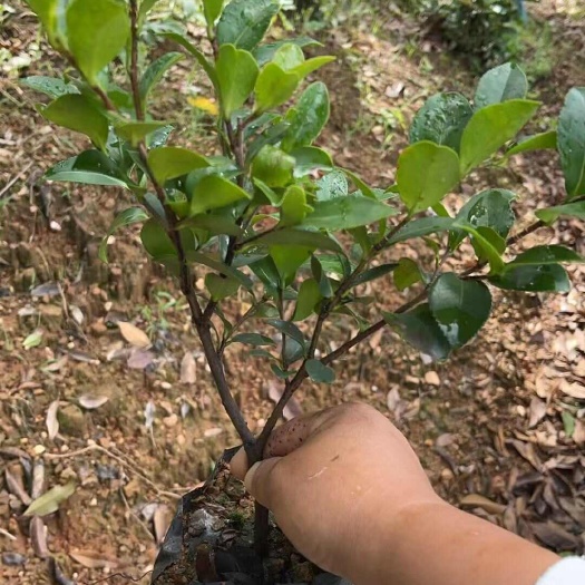 长沙茶梅精品茶梅杯苗地苗球类柱型规格齐全50--2基地批发