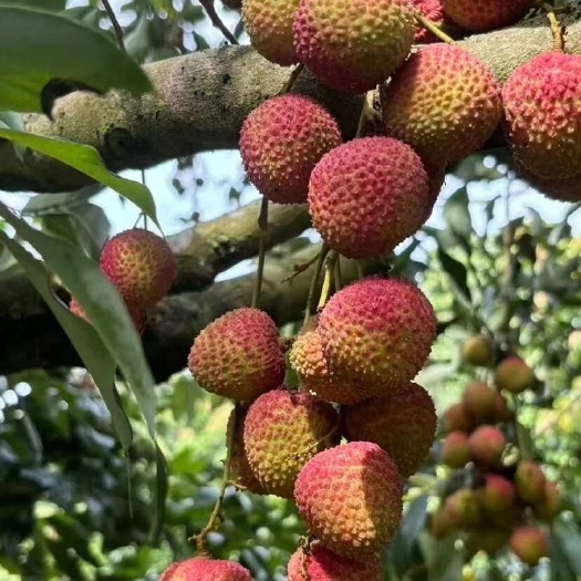博罗县卖荔枝啦