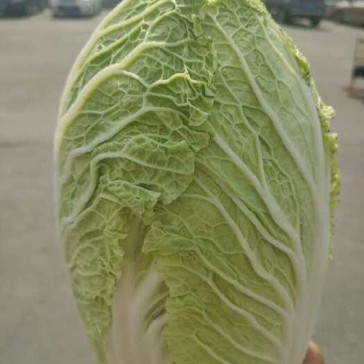 莱西市青岛莱西自家种黄心大白菜，送货上门，没有起订量，品质保证！
