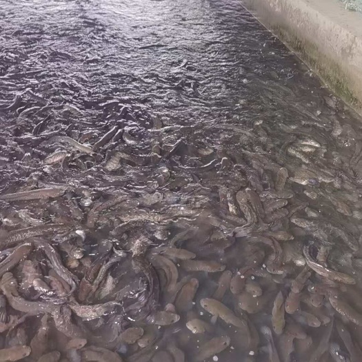 遂溪县大量批发七星鱼