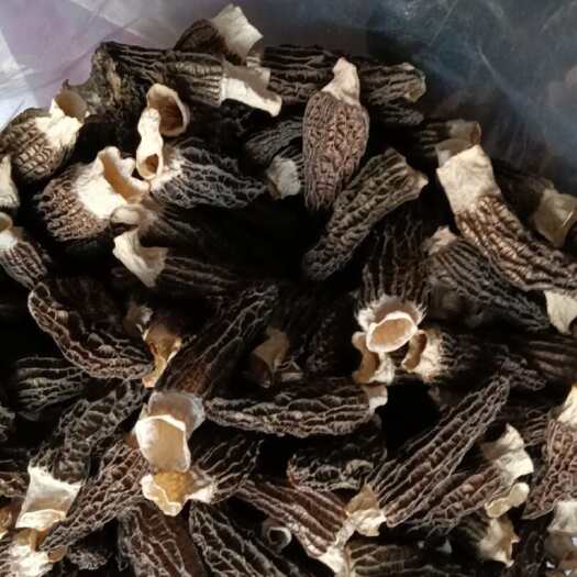 羊肚菌六妹，七妹