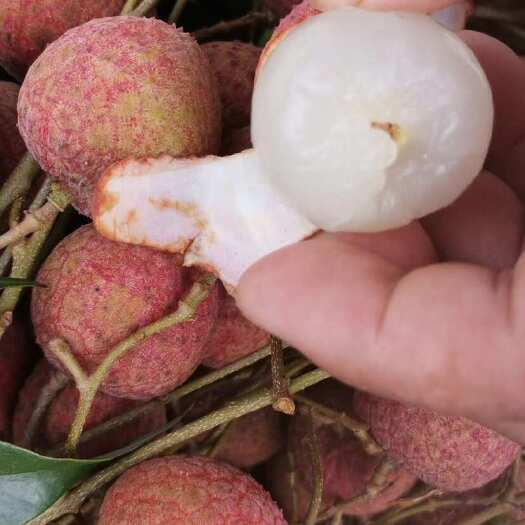 钦州大量提供荔枝。各种各样品种应有尽有。￼