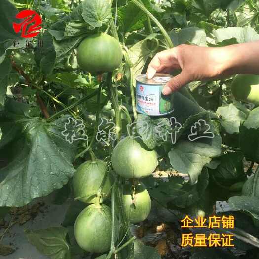 青县早熟薄皮甜瓜粒尔田金典绿宝2号绿皮绿肉甜瓜种子产量高 基地用