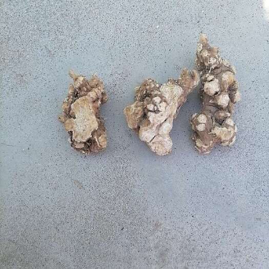 宽甸县辽宁丹东宽甸优质白术中药材 干货根茎类药材 直发